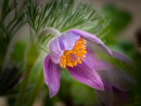 RHS Wisley Bloomer