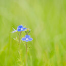 Speedwell