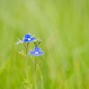 Speedwell