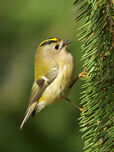Goldcrest insects for lunch