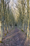 Grafham Wood
