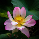 Cultivated Lotus Flower