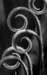 Fern, Isola Madre Botanical Garden