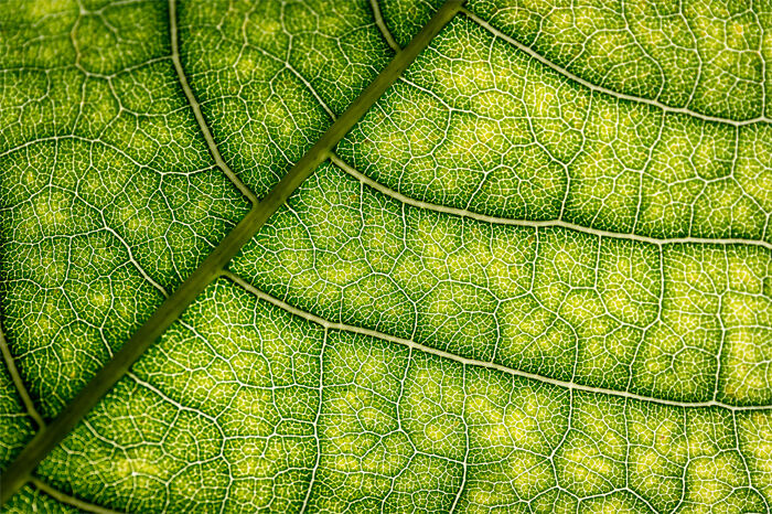 Reticulate Leaf Veins