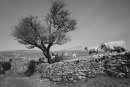 Swaledale Flock