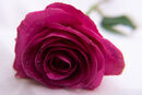Raindrops on Roses