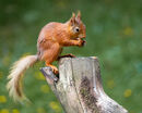 Red Squirrel