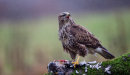Buzzard