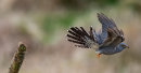 Cuckoo