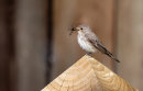 Spotted Flycatcher