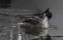 Great Crested Grebe With Chick