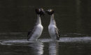 Great Crested Grebes Display Dance
