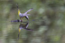 Grey Wagtail