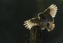 Little Owl