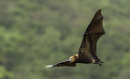 Mauritius Fruit Bat (Flying Fox)