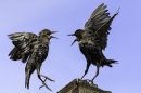Quarrelling Starlings