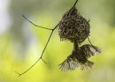 Village Weaver Entering Nest