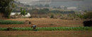 Tending the Crop