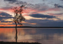 Lone Tree Sunset