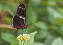 Heliconius Doris - Butterfly