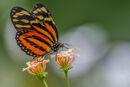 Lycorea Halia Butterfly
