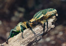 Scarab Beetle