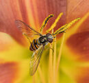 Hoverfly