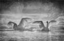 Swan Lake