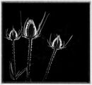 Teasels