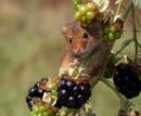 Harvest Berries