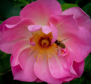 Hoverfly Heaven