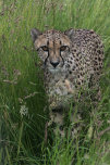 Cheetah
