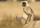 Indian Langur