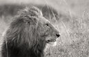 African Lion - Resigned to the Rain