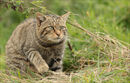 British Wildcat on the Prowl