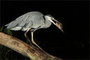 Grey Heron - Night Fishing
