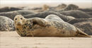 Seals on the Beach - East Coast UK