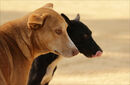Street Dogs - India