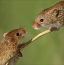 The Meeting - Harvest Mice