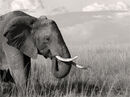 African Elephant - Contently Grazing