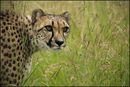 Cheetah