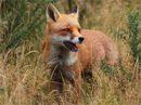 Early Autumn Fox