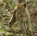 Leopard Cub