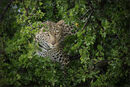 The Elusive Leopard