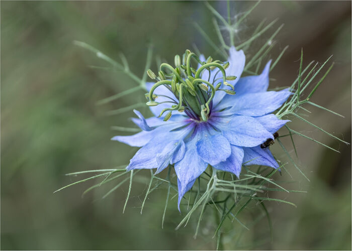 Love In A Mist