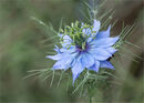 Love In A Mist