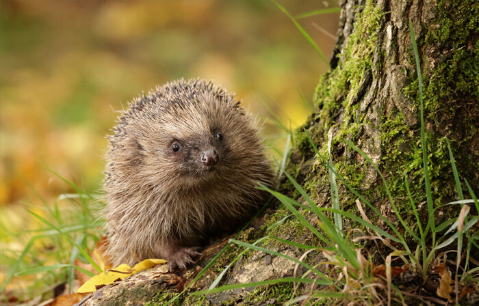 A Last Forage Before Hibernation”