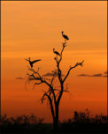 Crowned Cranes at Sunset