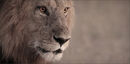 Focussed