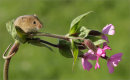 Harvest Mouse in the Spring